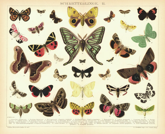 Schmetterlinge II. Lithographie von 1895