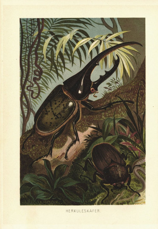 Herkuleskäfer . Lithografie von 1890