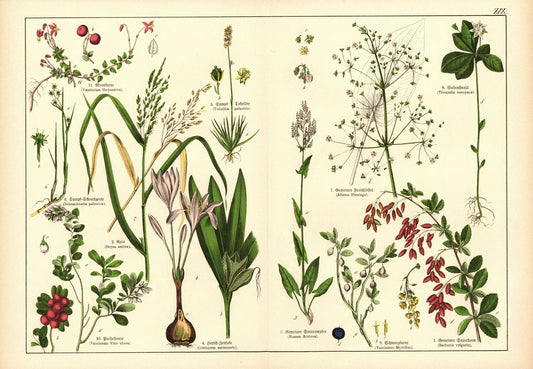 Pflanzen, Hexandria Monogynia, z.B. Sauerampfer. Farblithografie von 1887. Tafel 19