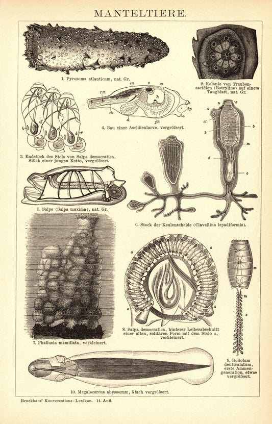 Manteltiere. Buchillustration (Stich) von 1897