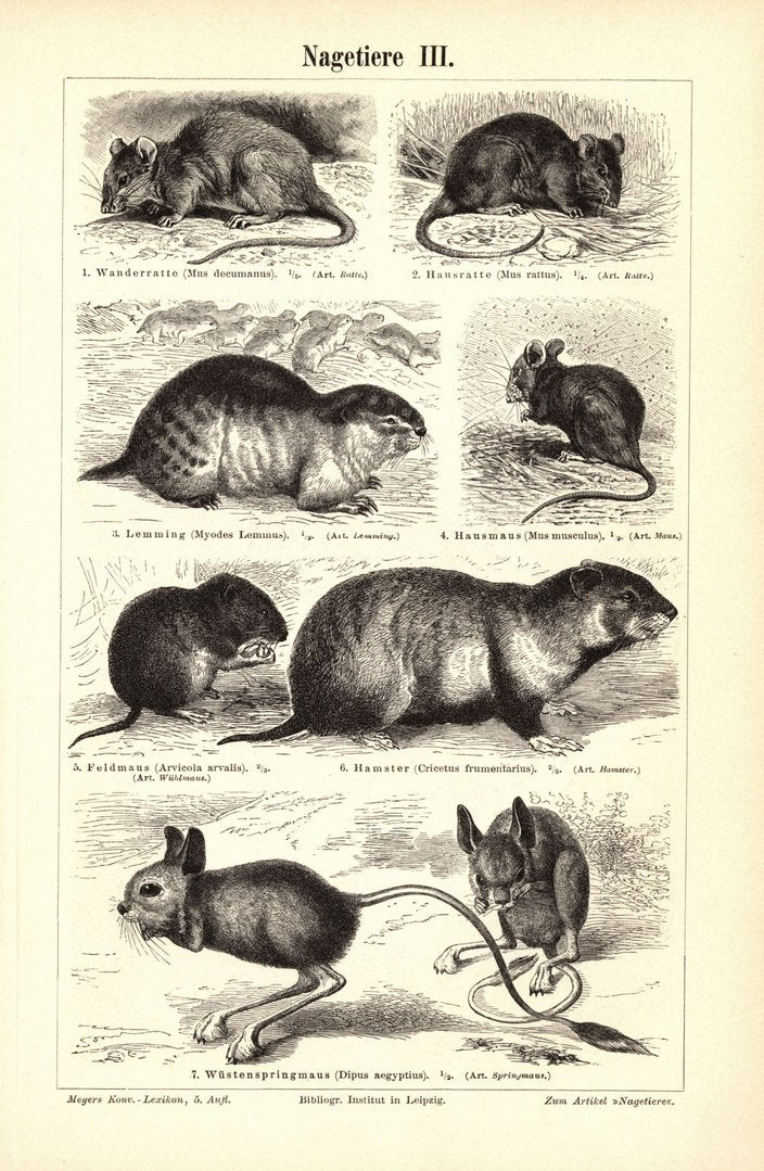 Nagetiere III-IV. Buchillustration (Stich) von 1897