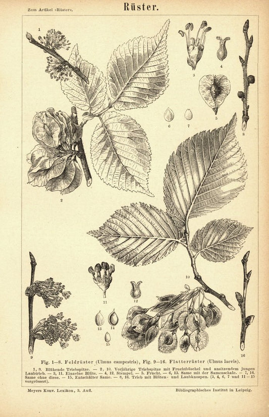 Rüster. Buchillustration (Stich) von 1878