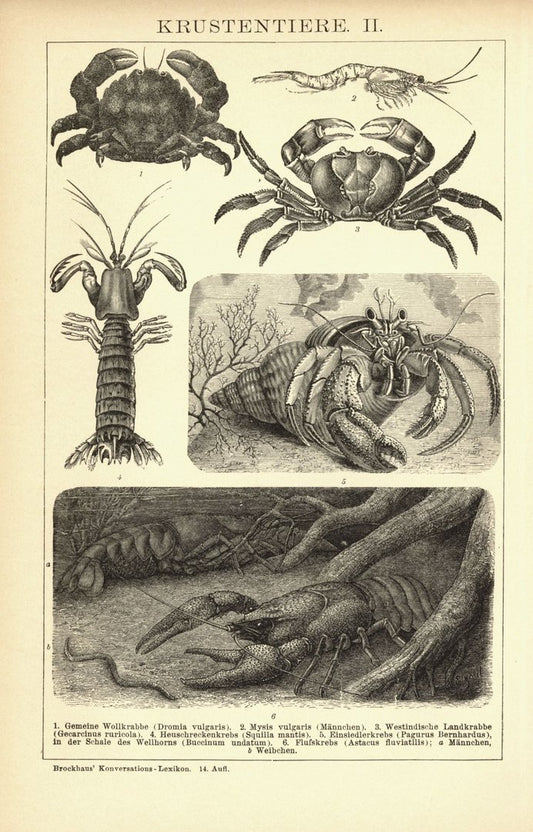 Krustentiere. Buchillustration (Stich) von 1894