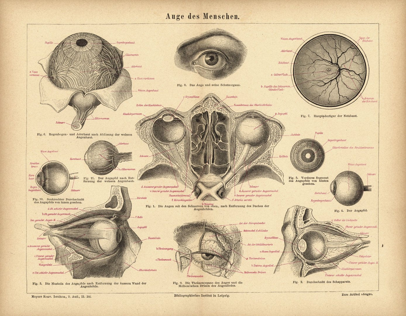 Auge des Menschen. Buchillustration (Stich) von 1874