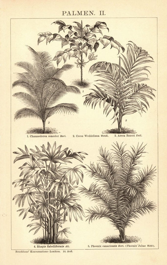 Palmen II-III. Buchillustration (Stich) von 1897