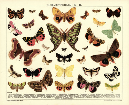 Schmetterlinge II. Lithografie von 1920