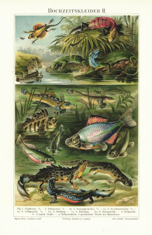 Hochzeitskleider der Fische und Echsen. Lithografie von 1895