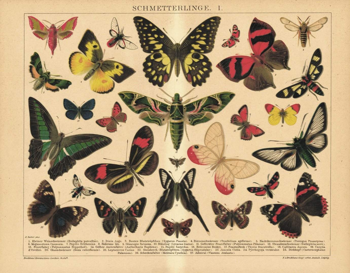 Schmetterlinge I. Lithografie von 1920