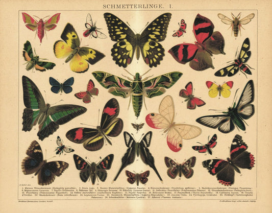 Schmetterlinge I. Lithografie von 1920